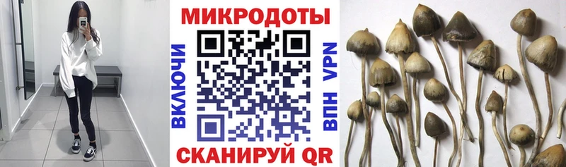 Псилоцибиновые грибы Psilocybine cubensis  Приволжский 